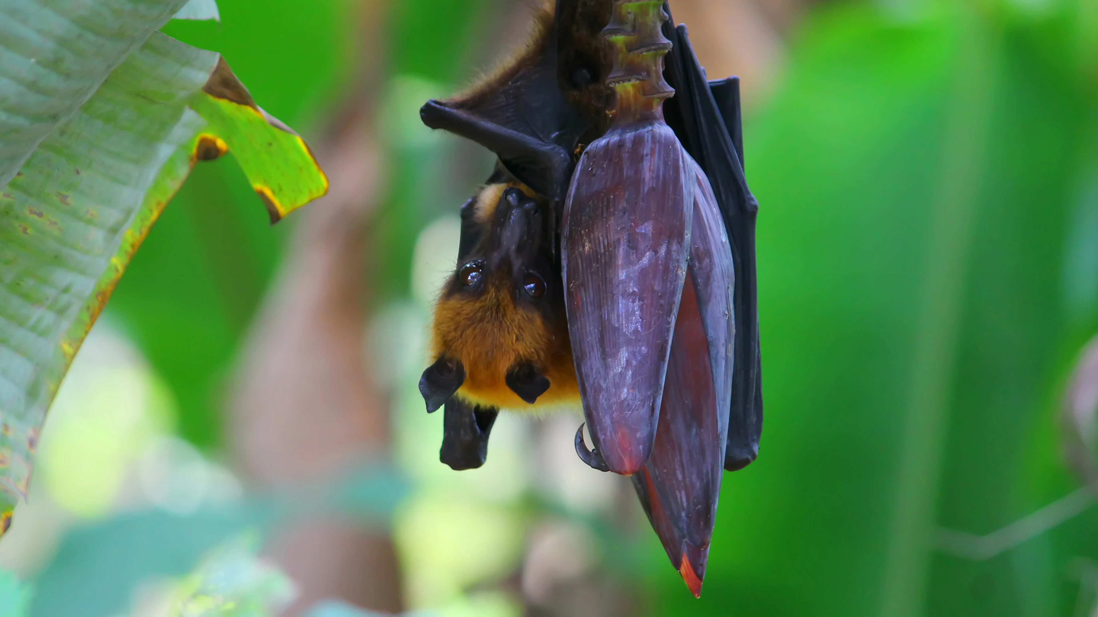 Indian pteropus fruit bat feeding on honey from a banana tree